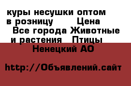 куры несушки.оптом 160 в розницу 200 › Цена ­ 200 - Все города Животные и растения » Птицы   . Ненецкий АО